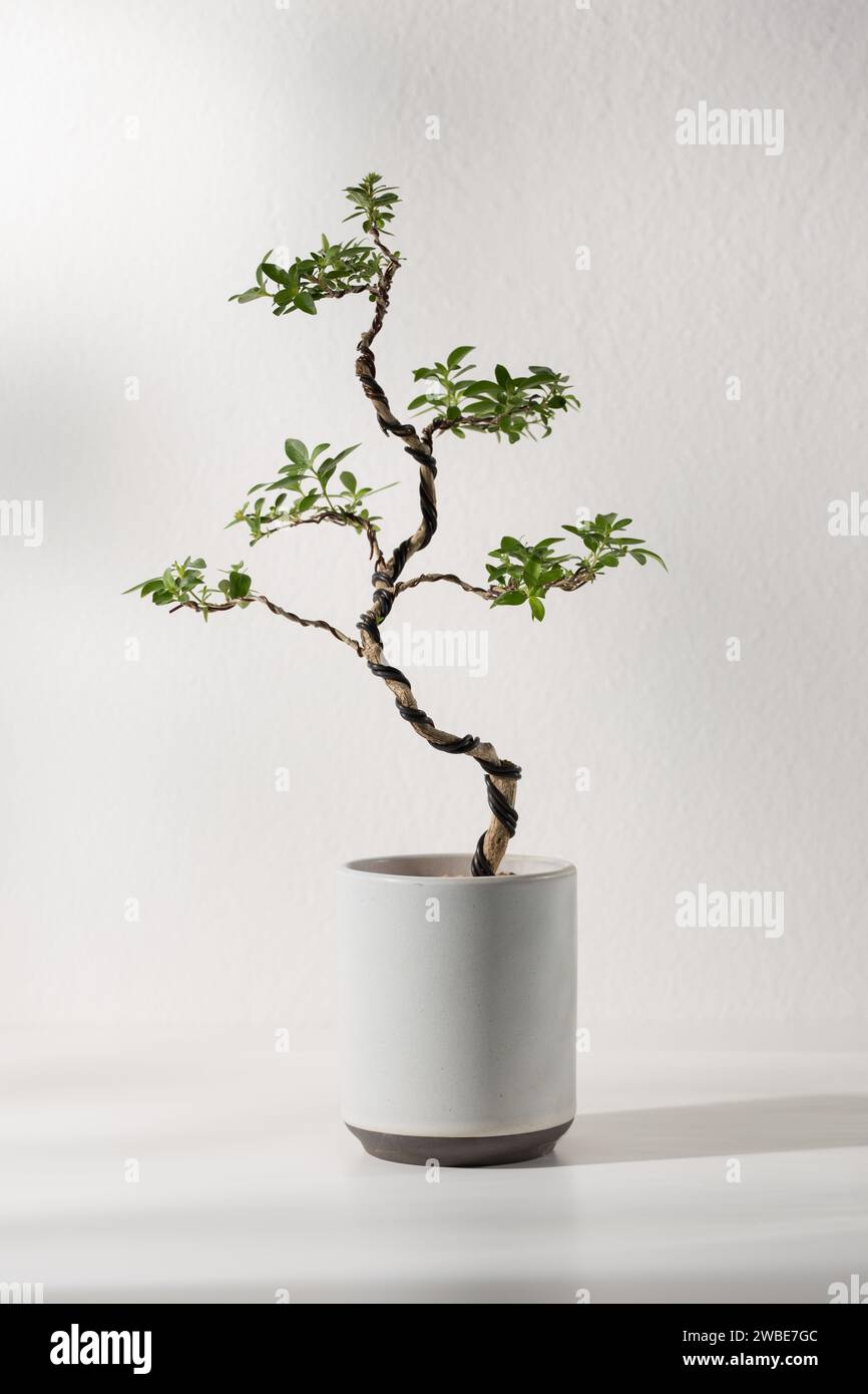 Serissa foetida bonsai in a white ceramic pot. Stock Photo