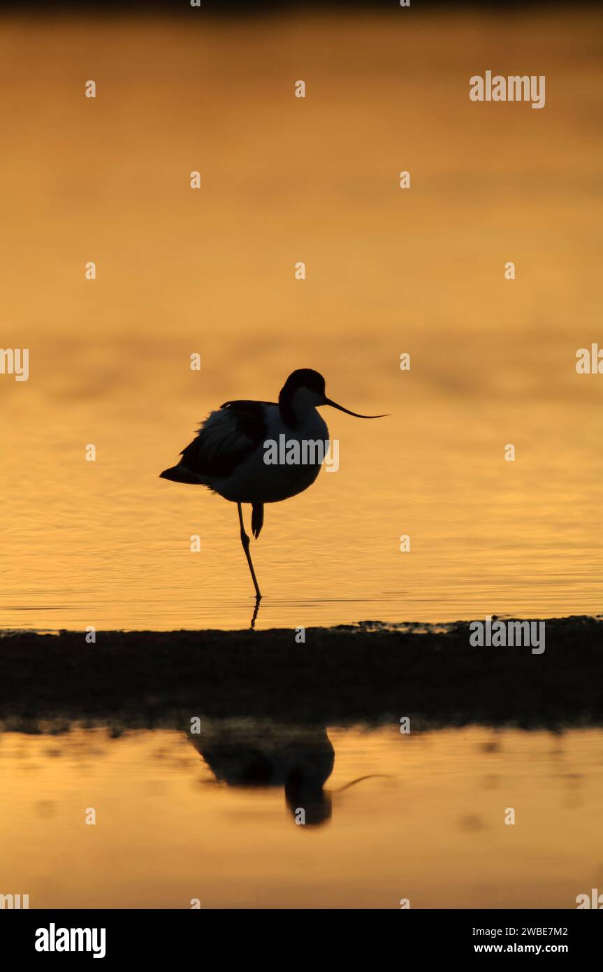 Pied avocet Recurvirostra avosetta, standing on one leg, resting, in ...