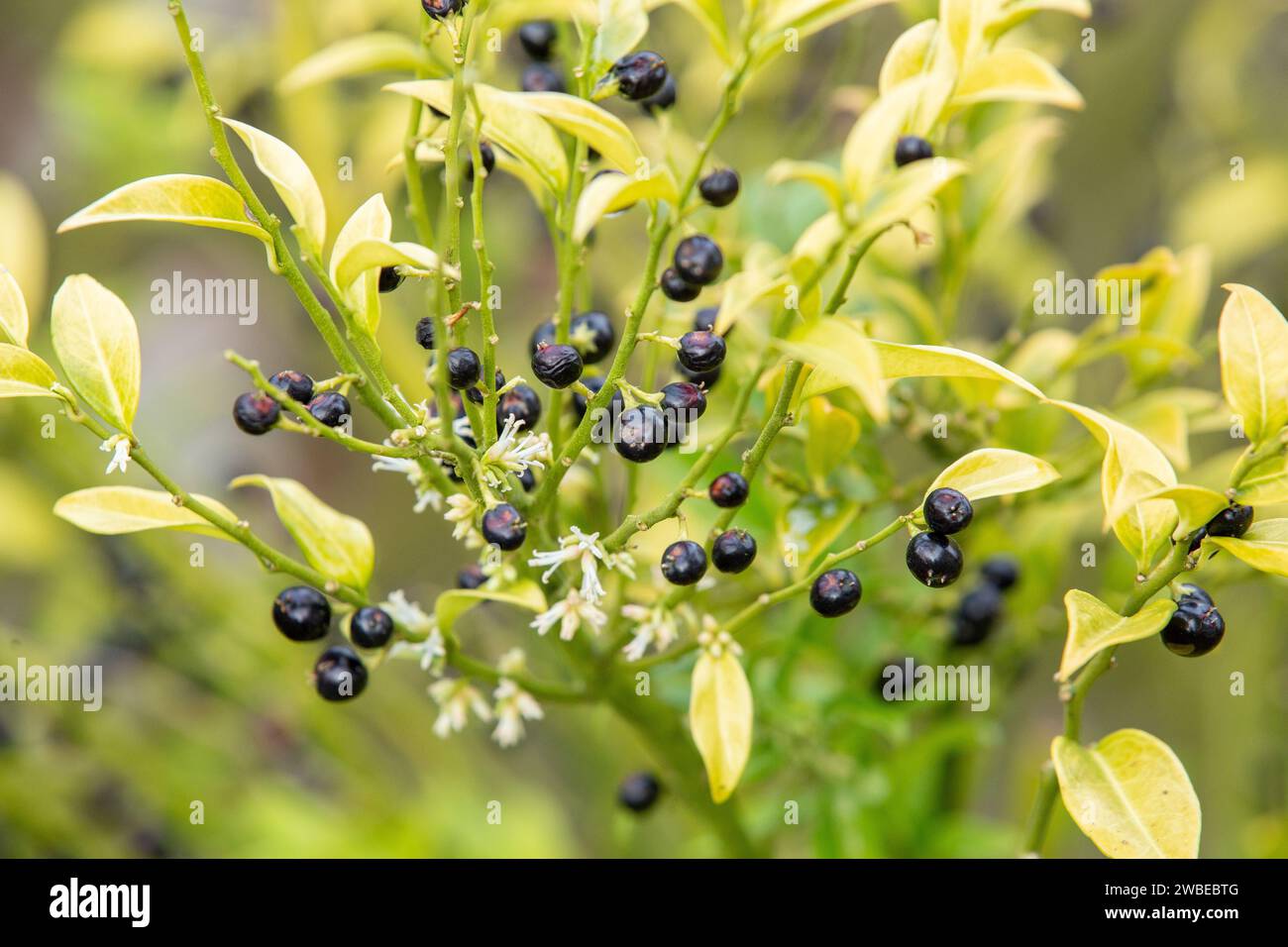 The berries and fragrant flowers of the Christmas Box plant in winter. (Sarcococca confusa - Sweet Box Sarcococca). Winter flowering evergreen shrub. Stock Photo