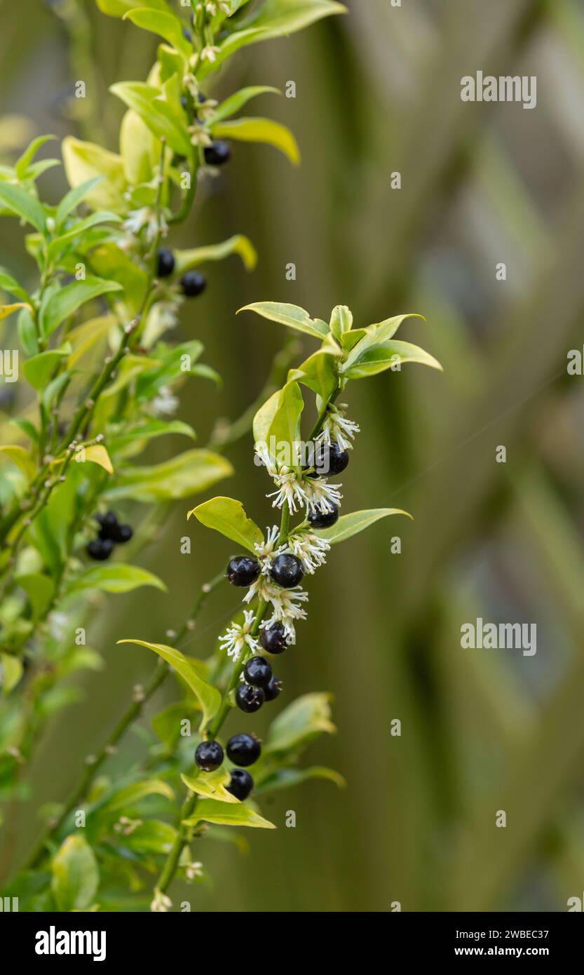 The berries and fragrant flowers of the Christmas Box plant in winter. (Sarcococca confusa - Sweet Box Sarcococca). Winter flowering evergreen shrub. Stock Photo