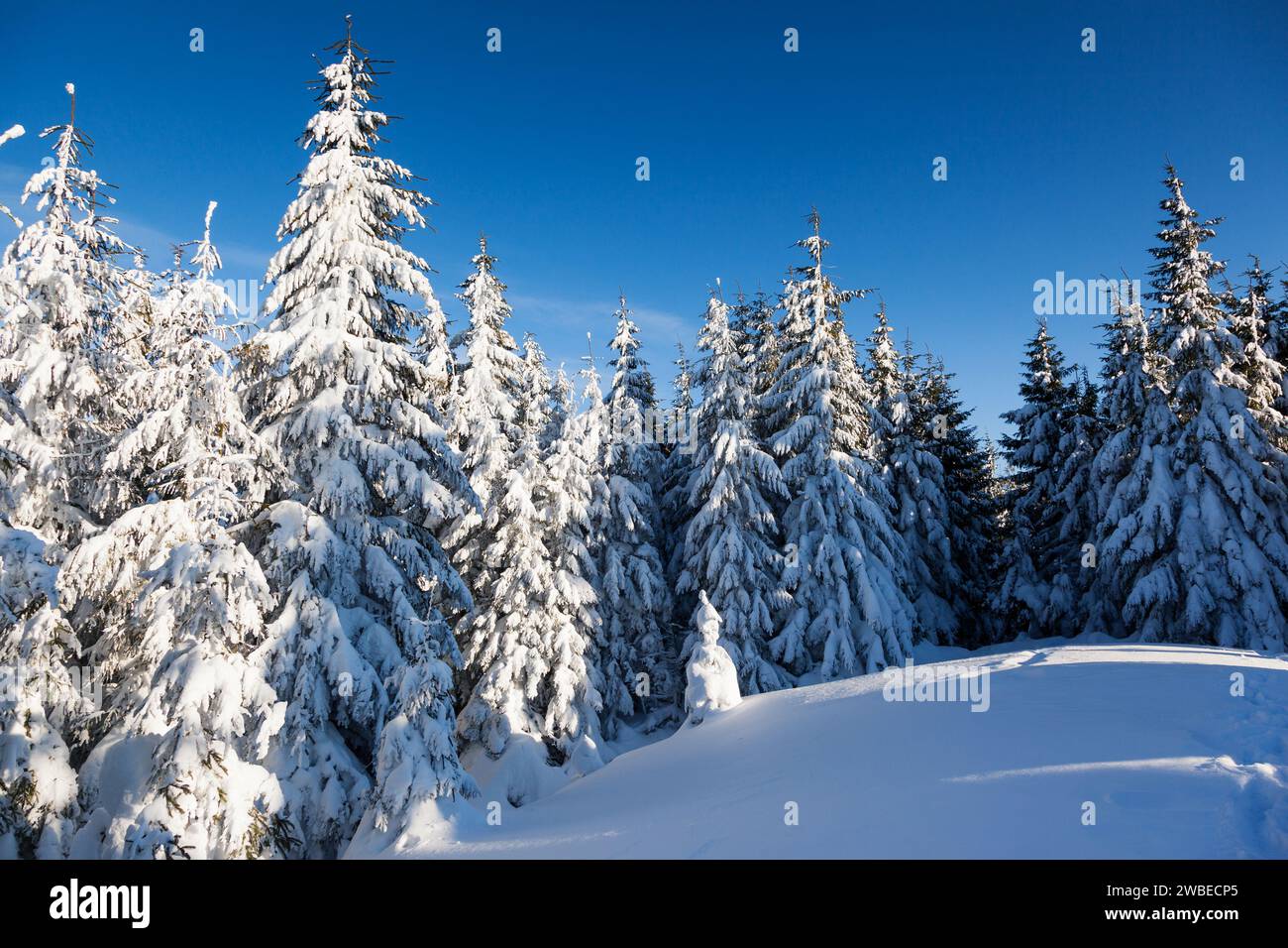 A frosty and sunny day is in mountains. Christmas scene Stock Photo