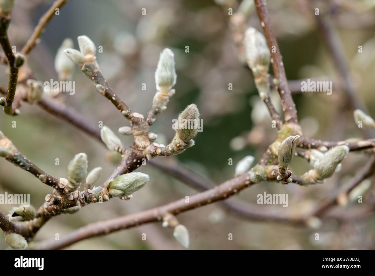 Magnolia bud protection hires stock photography and images Alamy
