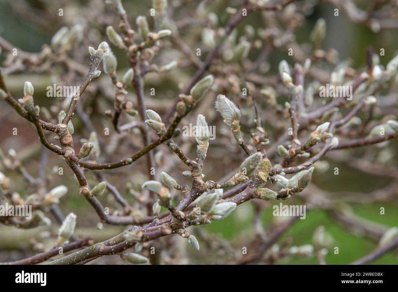 Soft, silver magnolia flower buds in winter. The furry casing helps to