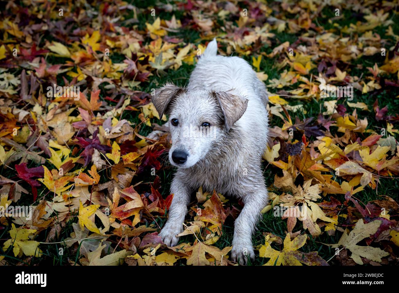 Cute dog on the autumn leaves background. Puppy in the park. Stock Photo