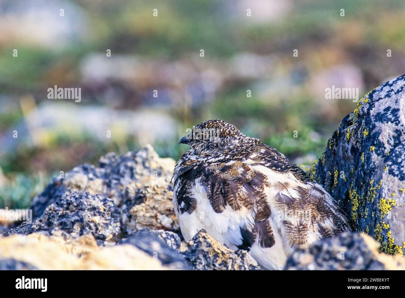 White-tailed ptarmigan with camouflaged plumage by a rock Stock Photo
