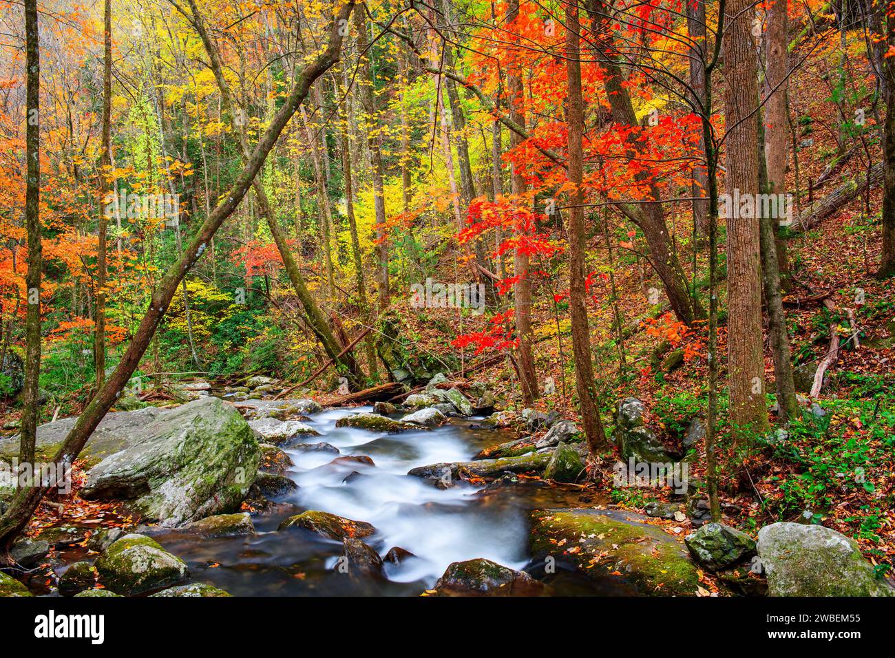 Smith Creek flowing from Anna Ruby Falls, Georgia, USA in autumn. Stock Photo