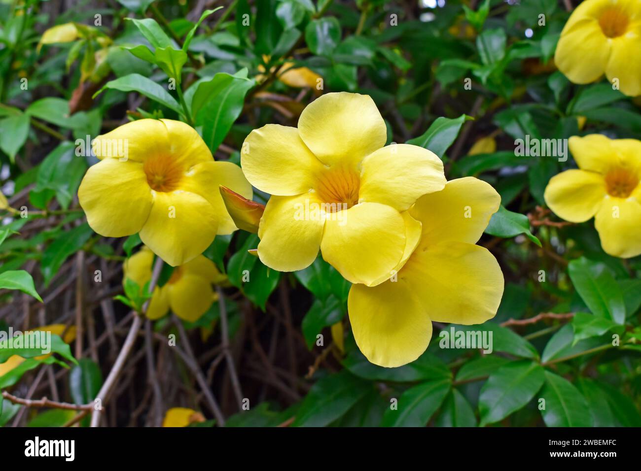 Golden trumpet or common trumpetvine flowers (Allamanda cathartica ...