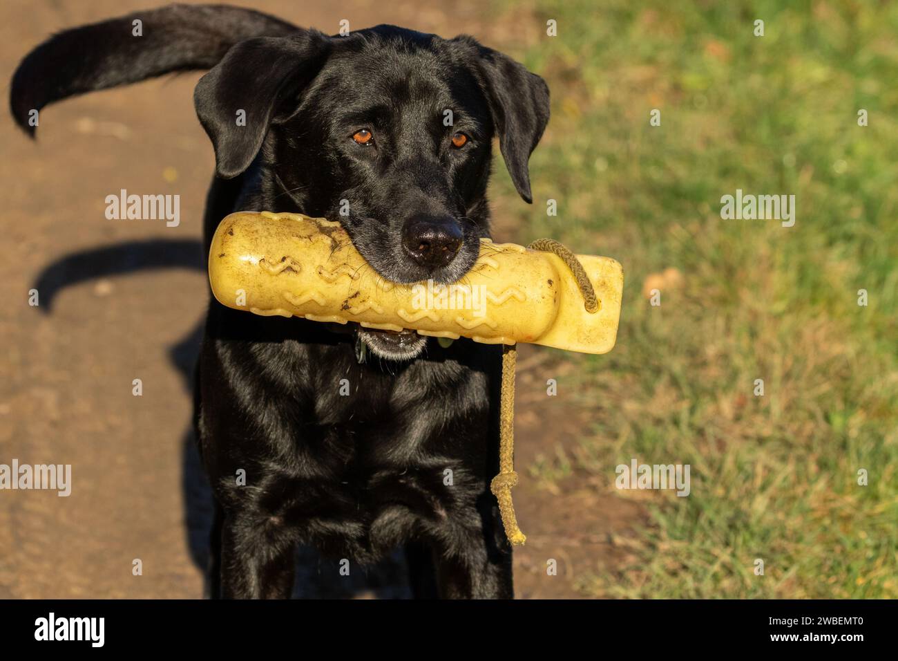 A black labrador retriever carrying a yellow gundog dummy. This dog toy