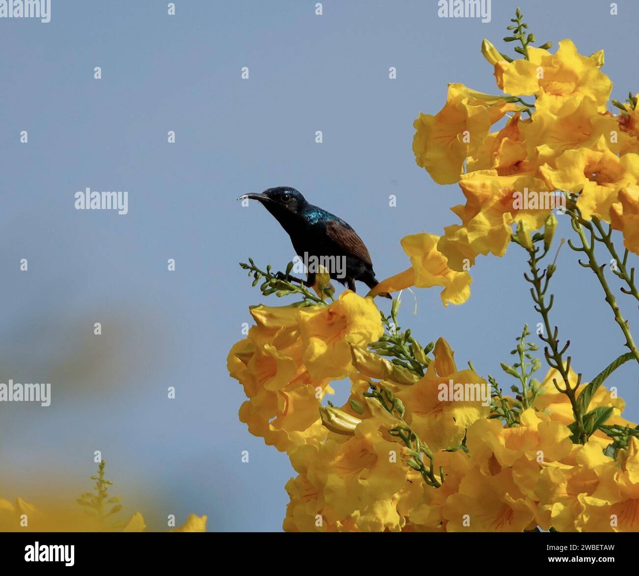A beautiful Palestine sunbird perched atop a branch with yellow flowers Stock Photo