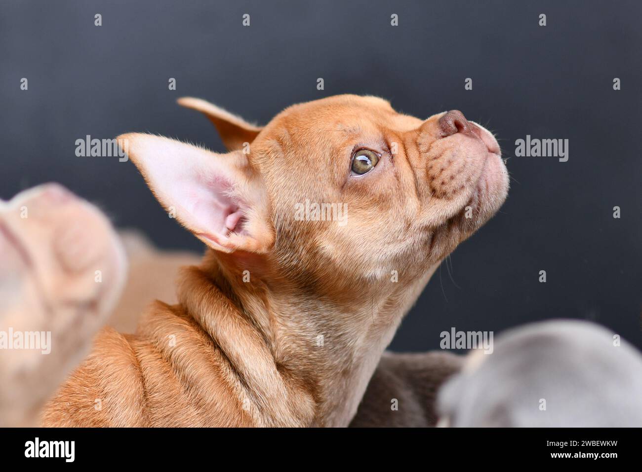 Mokka Sable French Bulldog puppy with healthy long nose Stock Photo Alamy