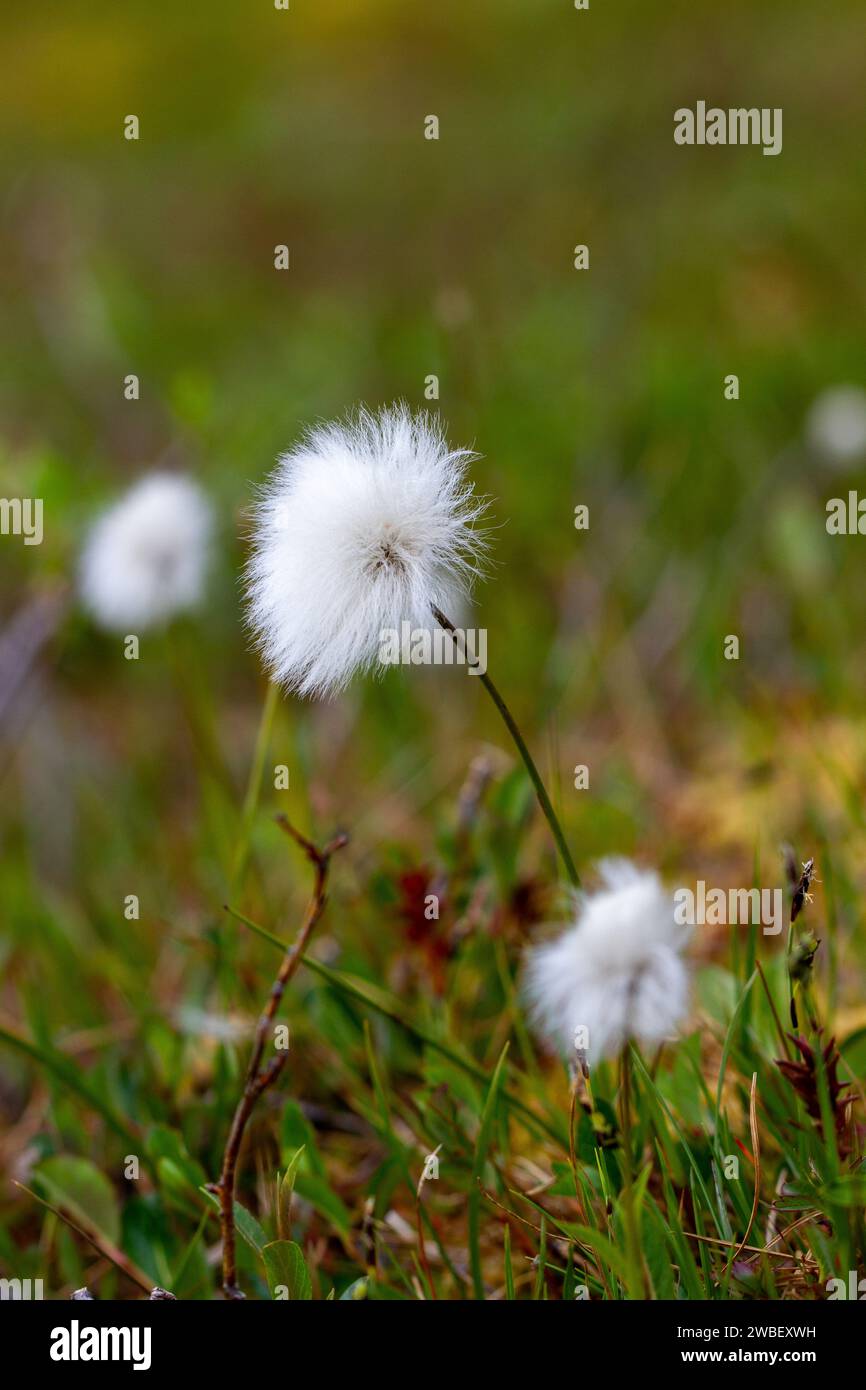 Eriophorum callitrix, commonly known as Arctic cotton, Arctic cottongrass, suputi, or pualunnguat in Inuktitut, is a perennial Arctic plant in the sedge family, Cyperaceae. It is one of the most Stock Photo