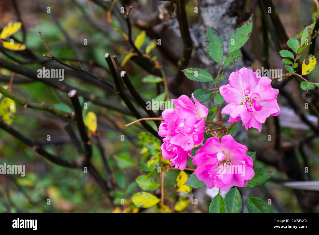 A close-up shot of vibrant wild pink roses nestled among lush, dark green foliage Stock Photo