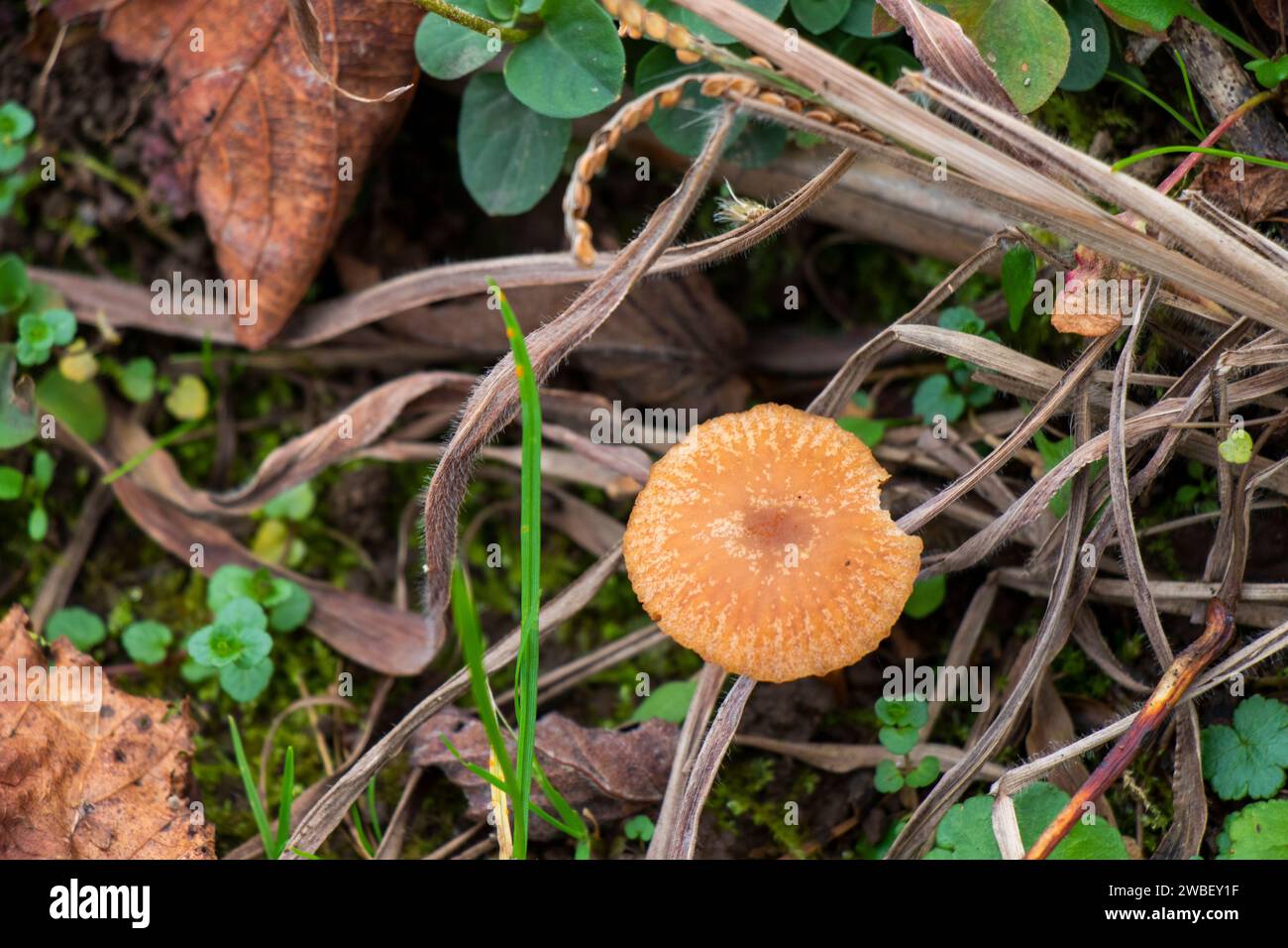 A single brown fungus thriving amidst a lush and vibrant foliage Stock Photo