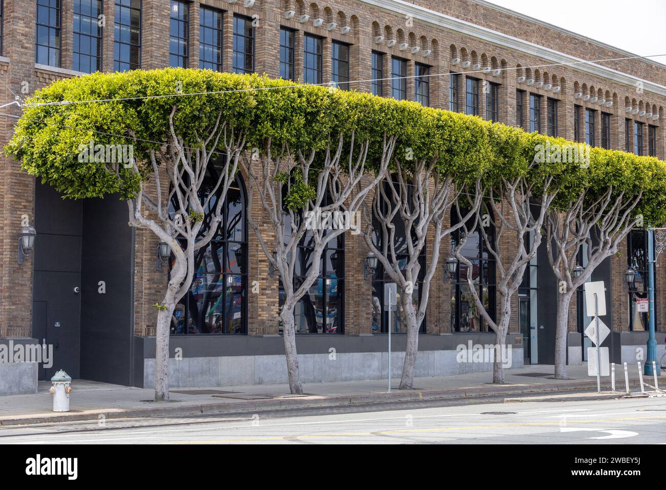 Street Ficus Trees In San Francisco, June 24, 2023 Stock Photo