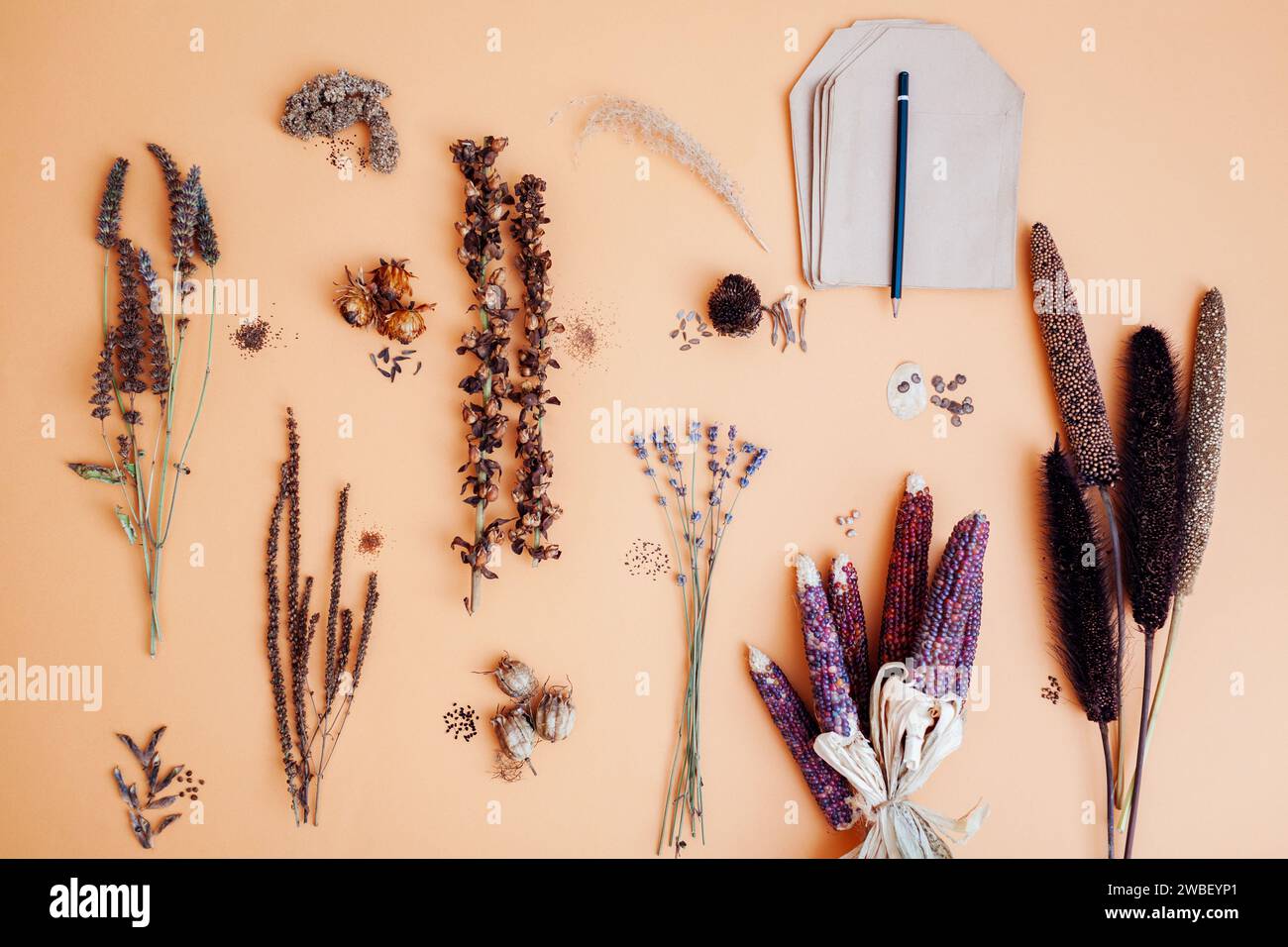 Collecting seeds garden bag hi-res stock photography and images - Alamy