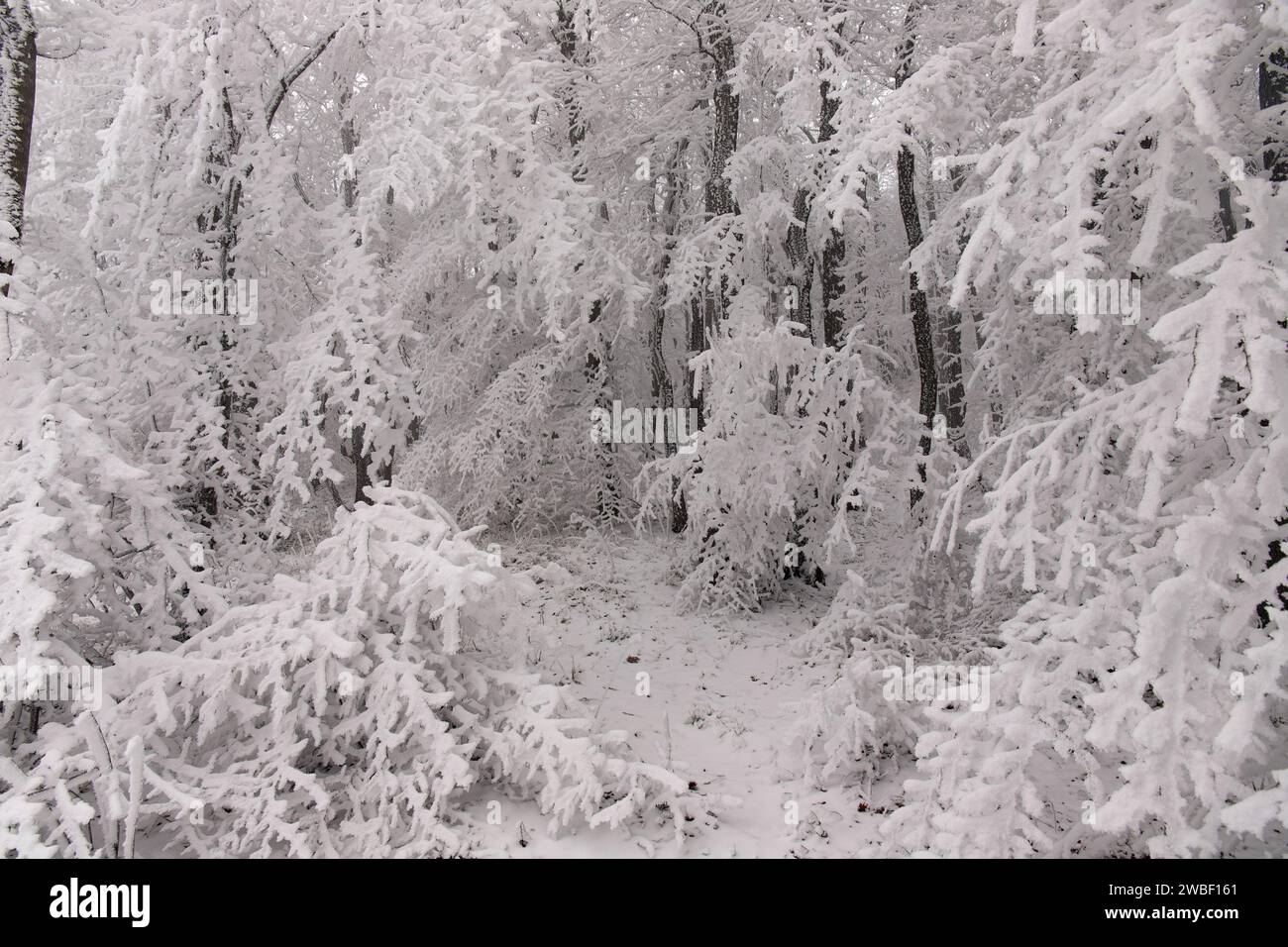Snow covered trees texture hi-res stock photography and images - Alamy