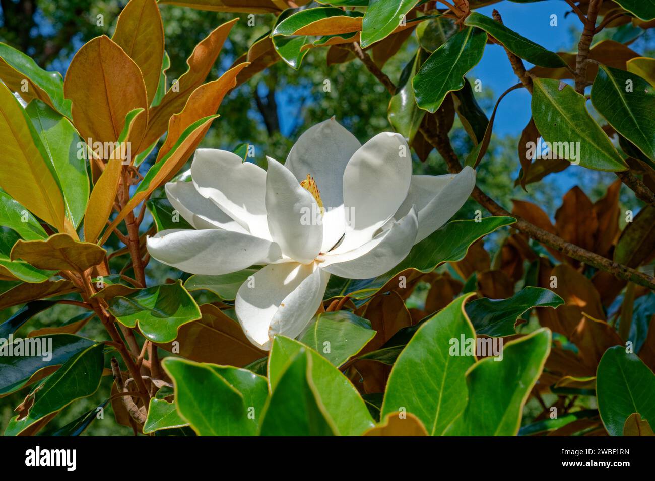 A young magnolia tree with a white flower blossom fully opened with a yellow seed pod in the middle surrounded by the foliage on a sunny day in summer Stock Photo