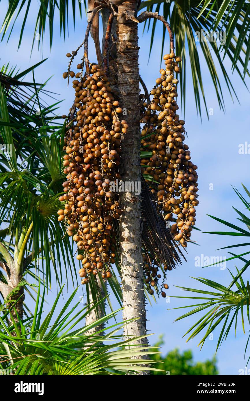 Fruits of the Mauritia flexuosa palm tree known as the moriche palm, Para state, Brazil Stock Photo