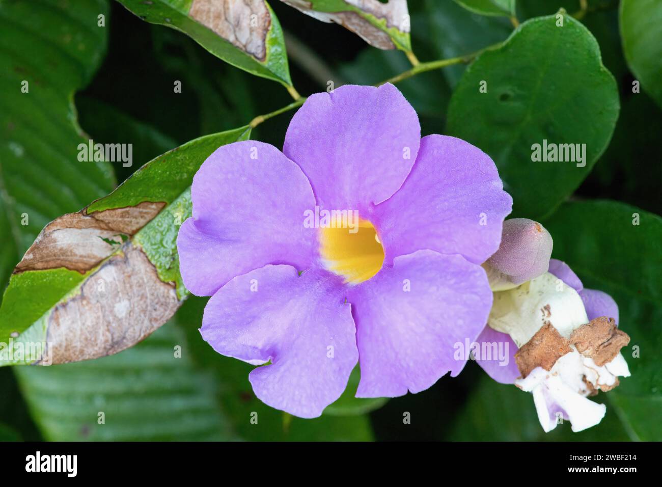 Thunbergia erecta flower, Amazonian rainforest, Amazonas state, Brazil Stock Photo