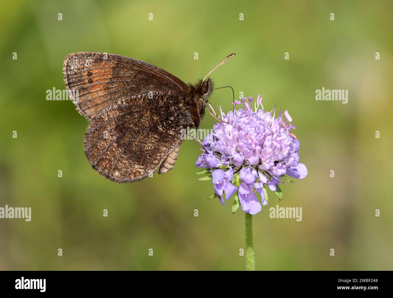Marbled marbled butterfly (Erebia montanus), Valais, Switzerland Stock Photo