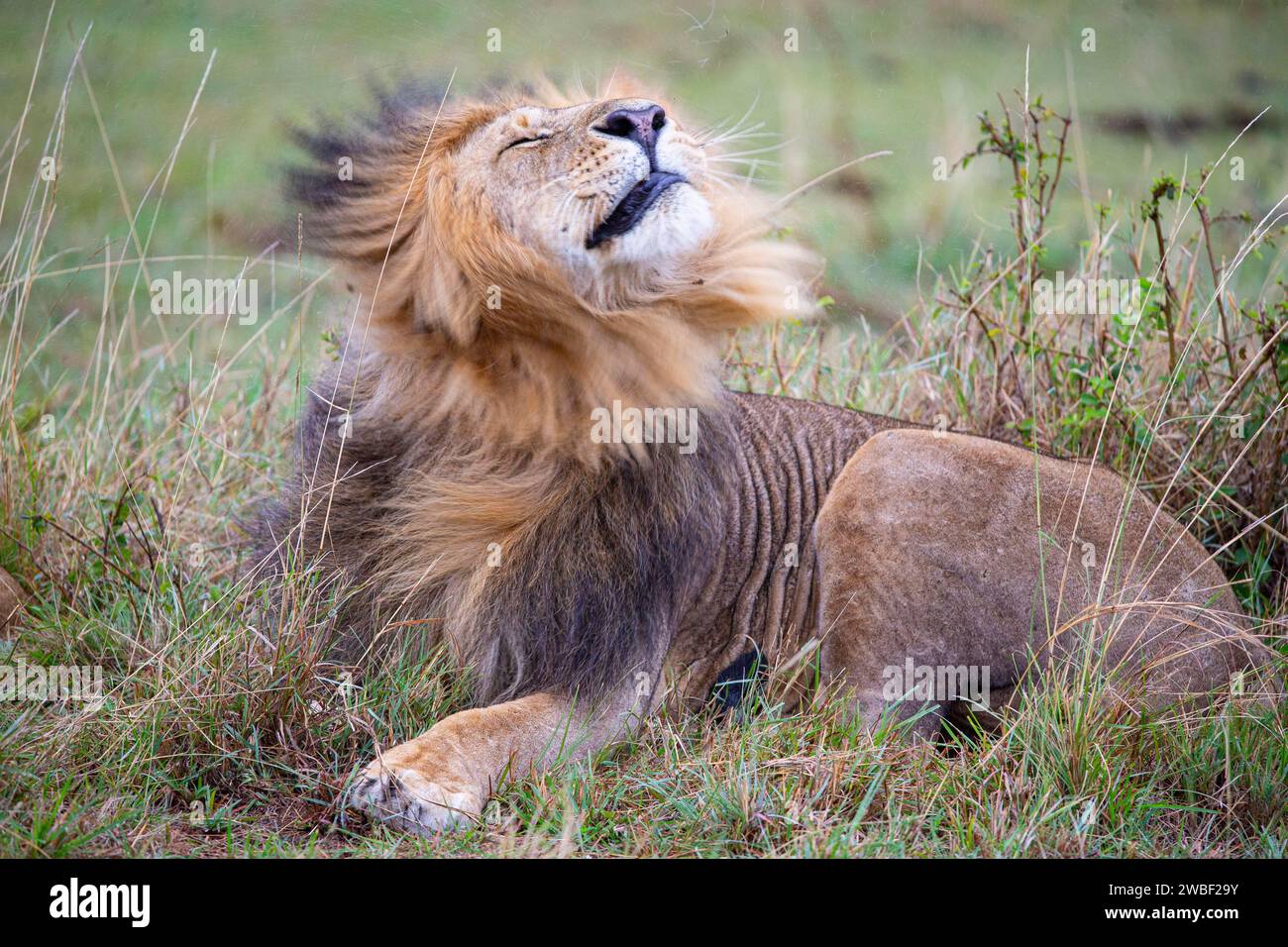 Lion (Panthera leo) Masai Mara Kenya Stock Photo - Alamy