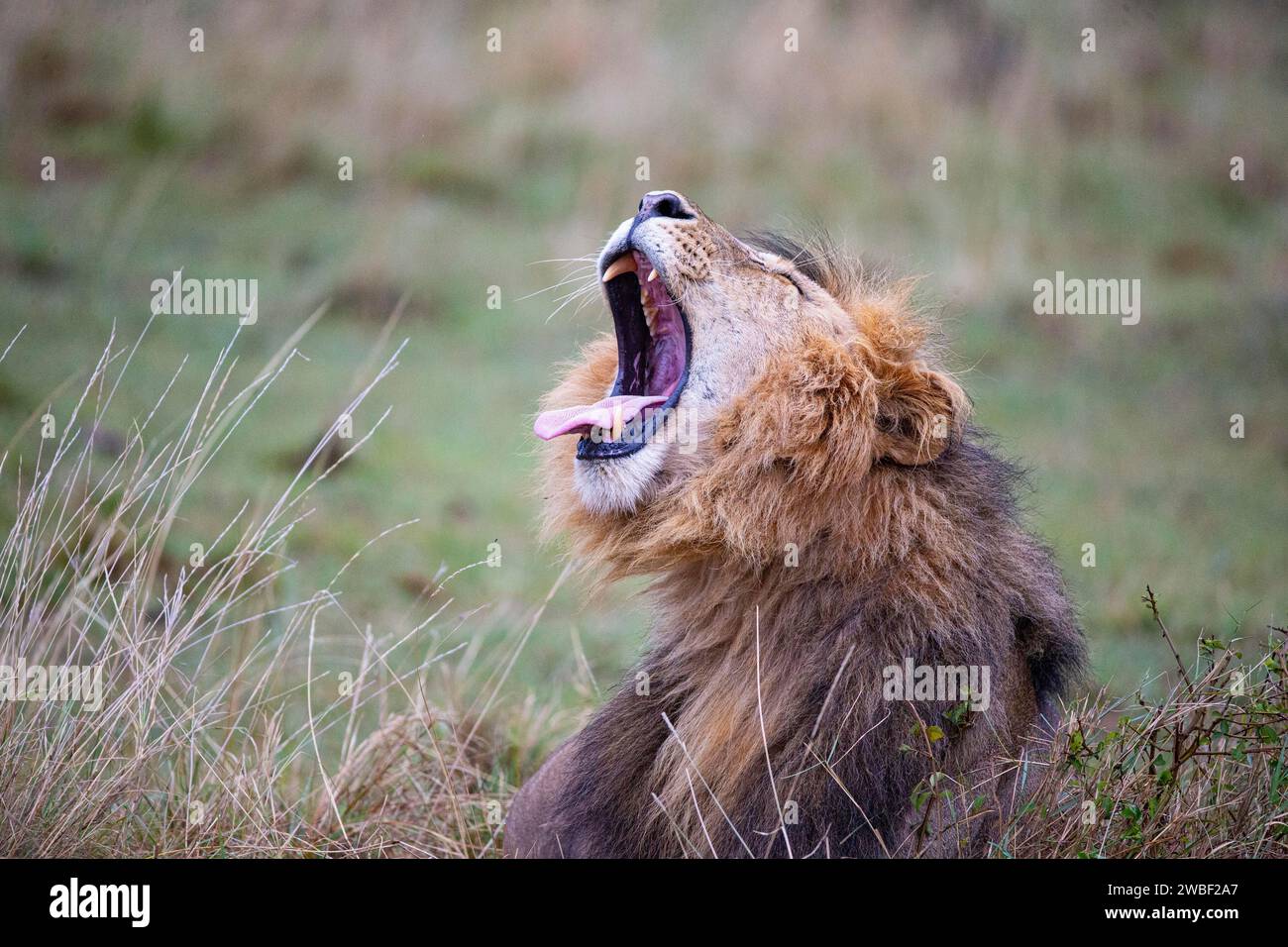 Lion (Panthera leo) Masai Mara Kenya Stock Photo - Alamy