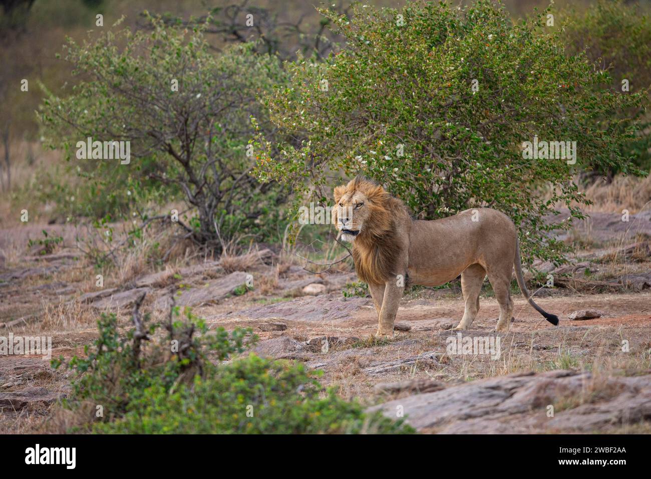 Lion (Panthera leo) Masai Mara Kenya Stock Photo - Alamy