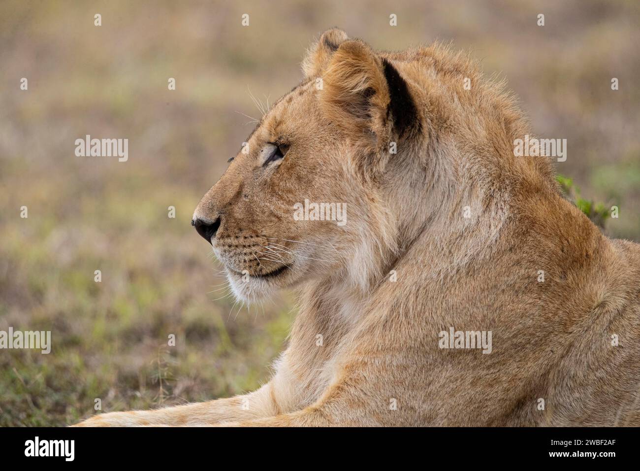 Lion (Panthera leo) Masai Mara Kenya Stock Photo - Alamy