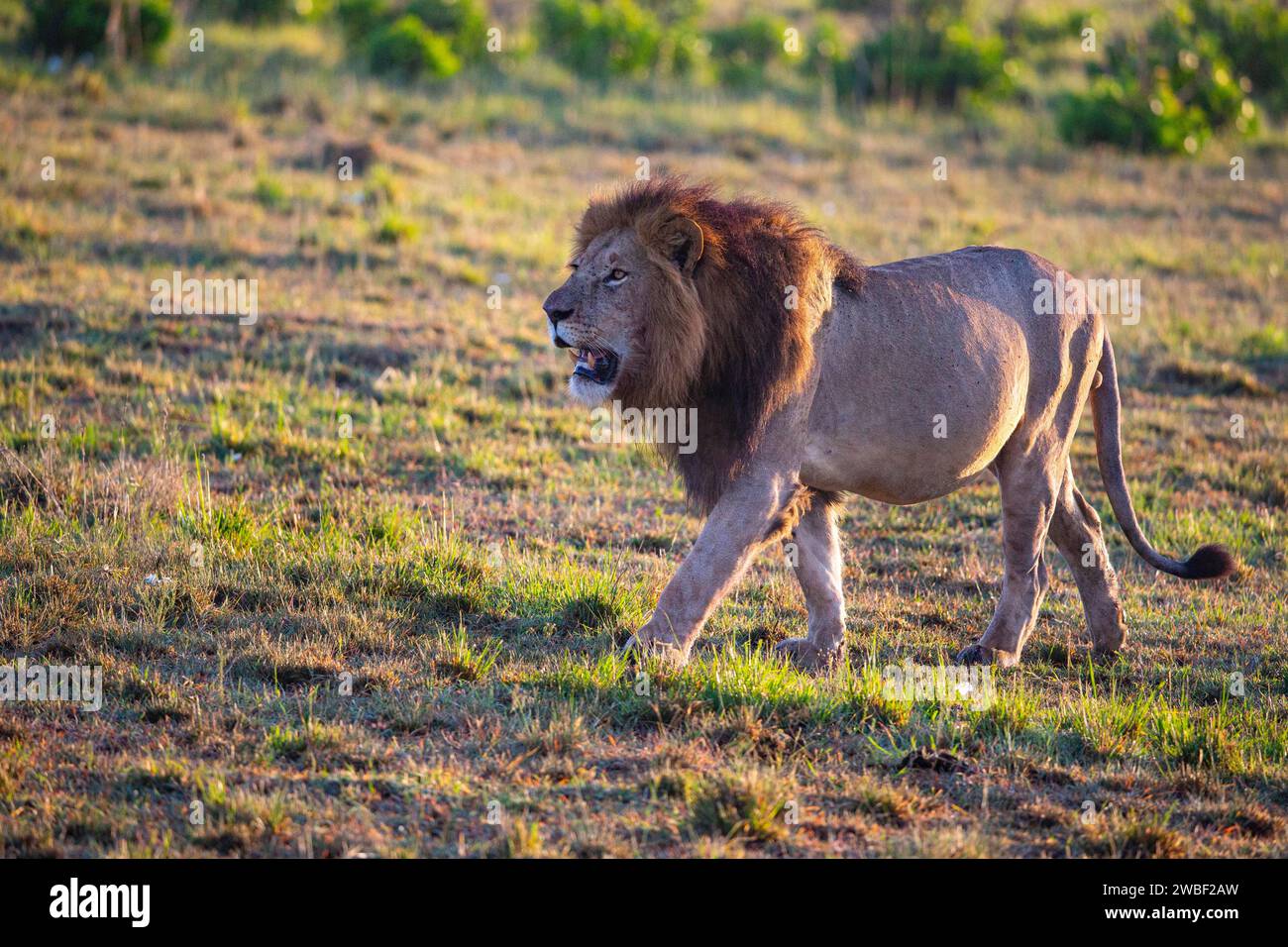 Lion (Panthera leo) Masai Mara Kenya Stock Photo - Alamy