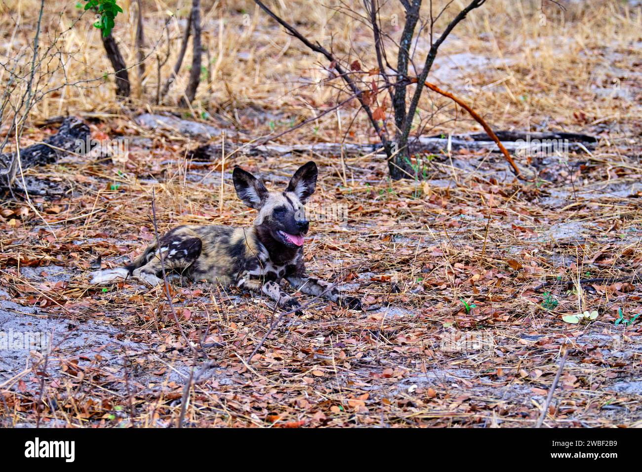 Zimbabwe, Matabeleland North, province, Hwange national park, painted
