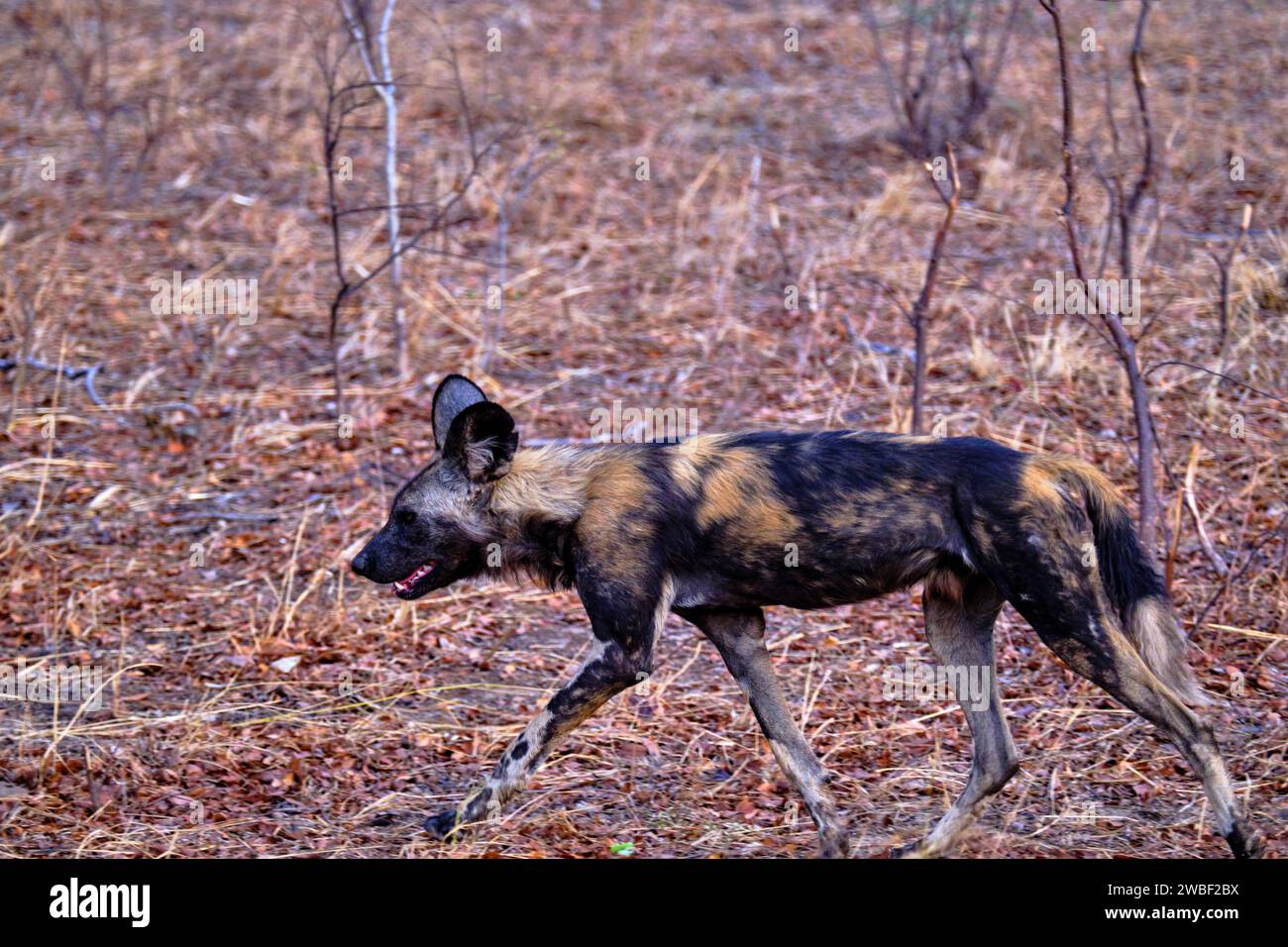 Zimbabwe, Matabeleland North, province, Hwange national park, painted