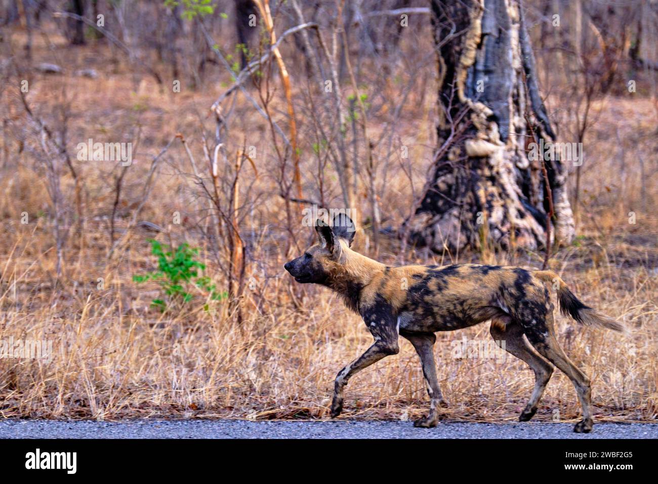 Zimbabwe, Matabeleland North, province, Hwange national park, painted