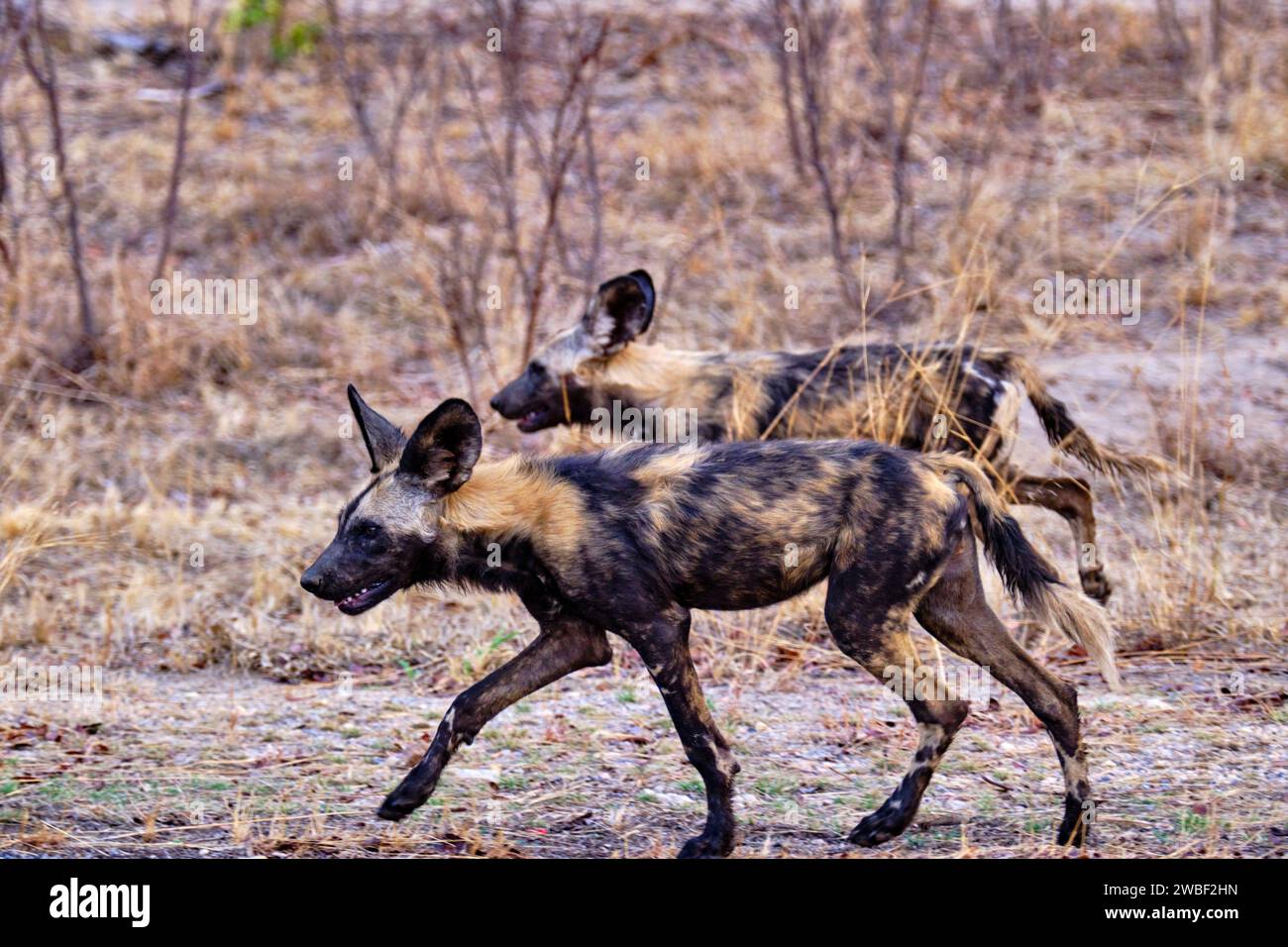 Zimbabwe, Matabeleland North, province, Hwange national park, painted