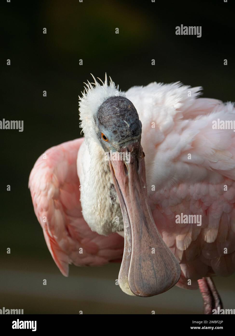A close-up image of a bird with its beak wide open, facing the camera with a curious expression Stock Photo