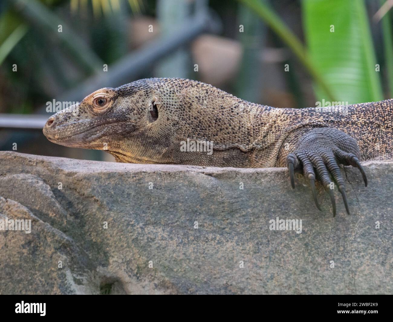 A monitor lizard perched atop a large jagged rock, surveying its surroundings with its keen eyes Stock Photo
