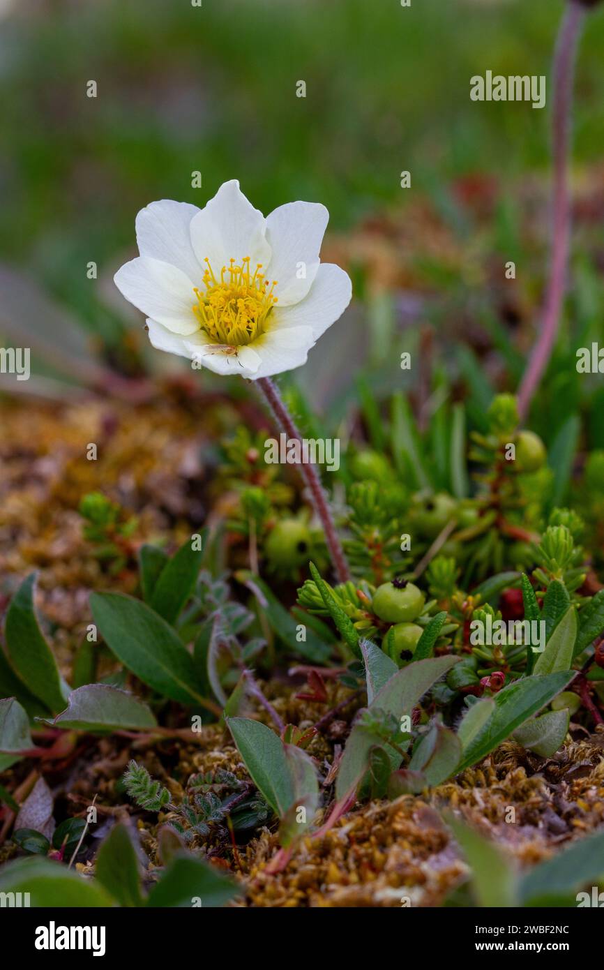 Arctic mountain aven or alpine dryad, an arctic-alpine flowering plant found on the arctic tundra that thrives in the cold environments, near Arviat, Nunavut, Canada Stock Photo