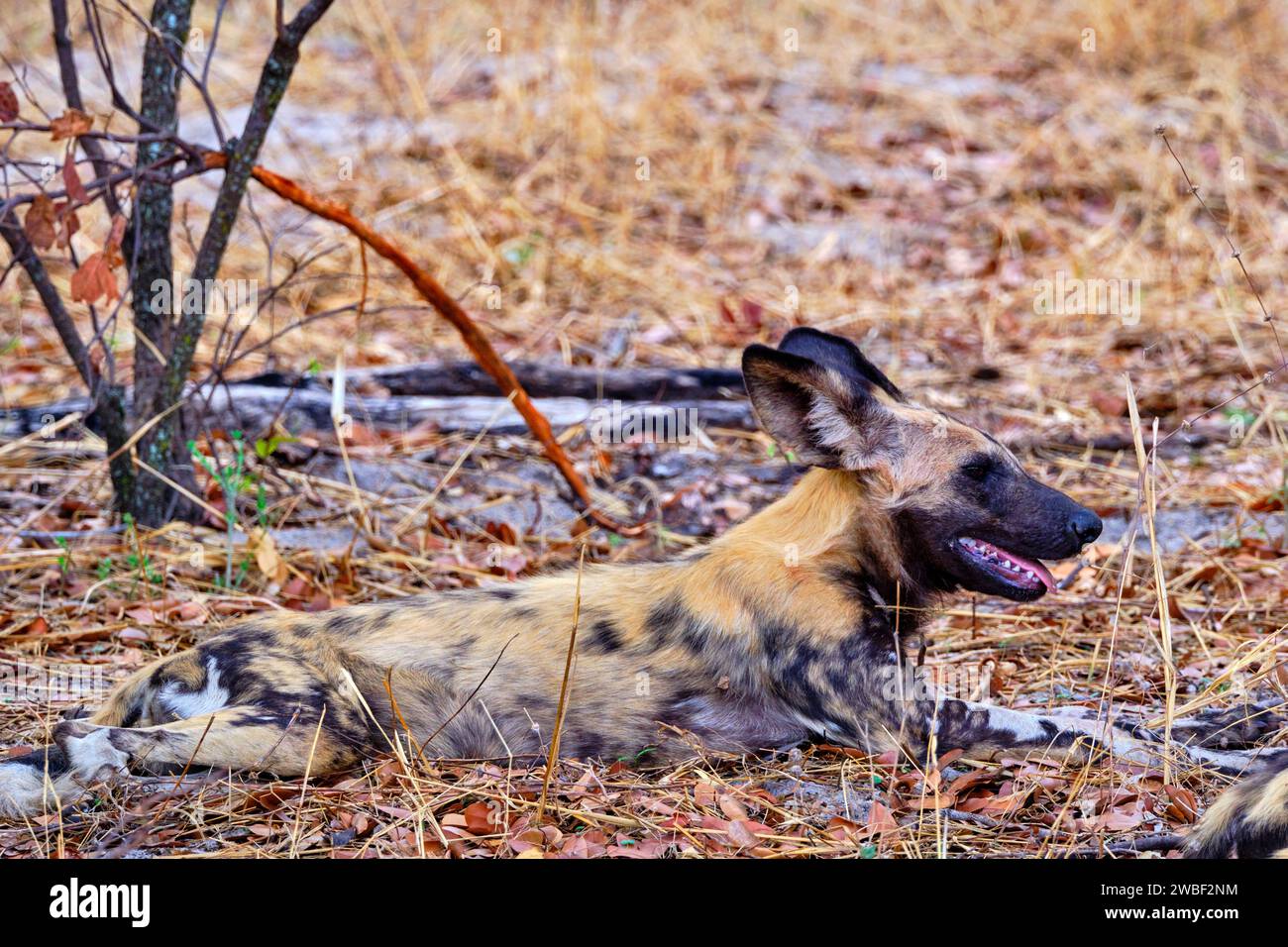 Zimbabwe, Matabeleland North, province, Hwange national park, painted