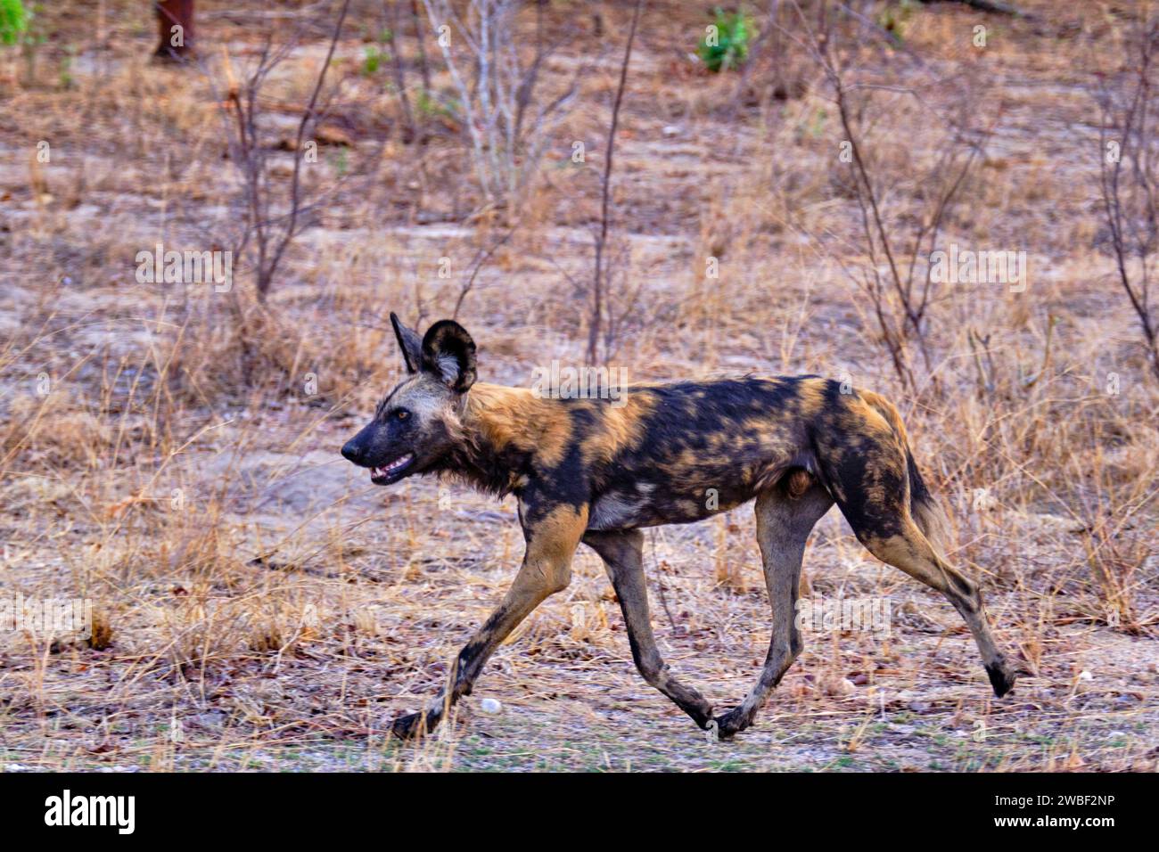Zimbabwe, Matabeleland North, province, Hwange national park, painted