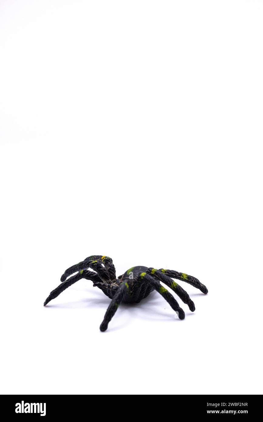 A black plastic spider on isolated background, Top view of a plastic spider on white background Stock Photo