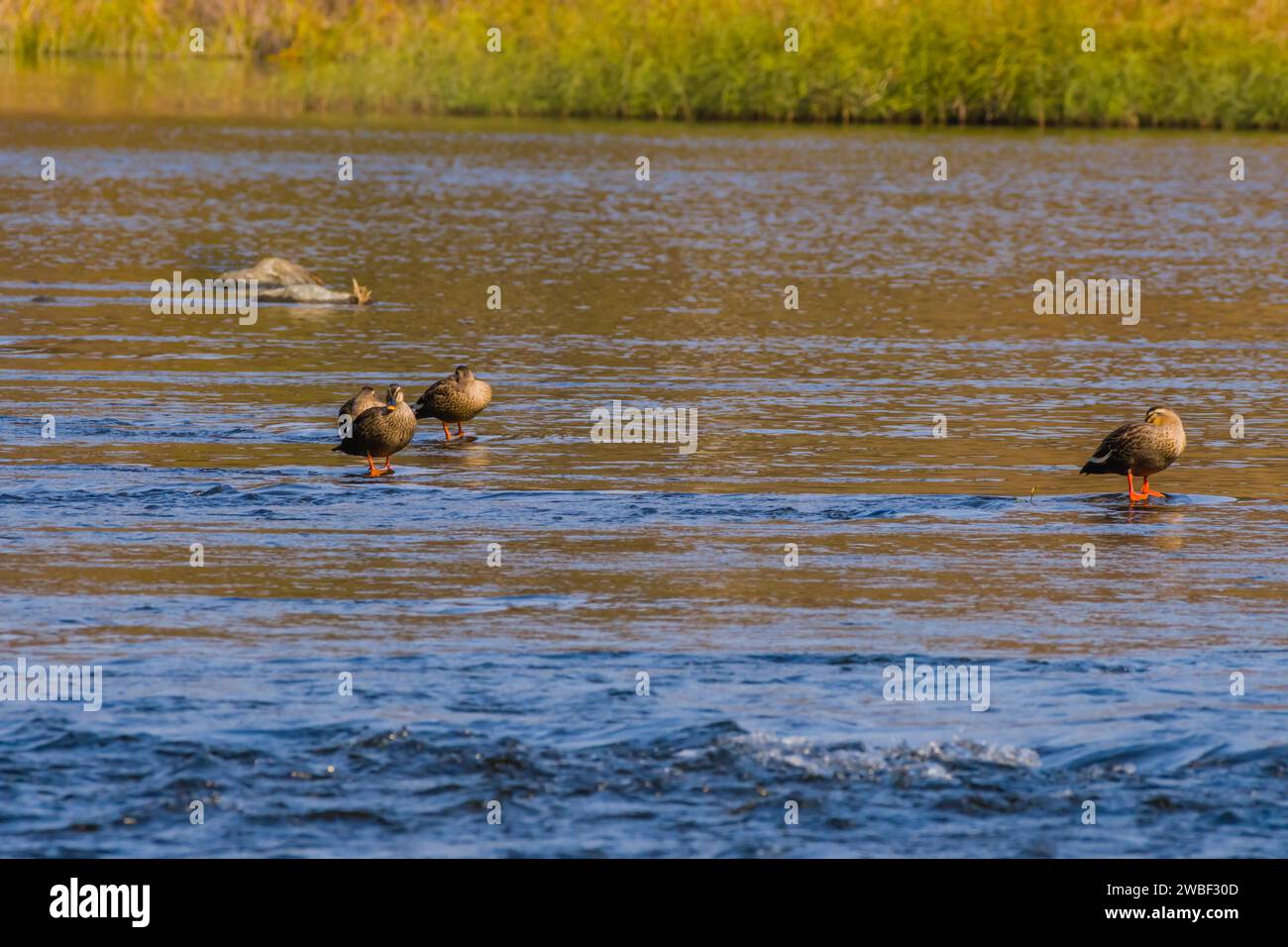 Four spotbilled ducks in shallow water in a flowing river with grass