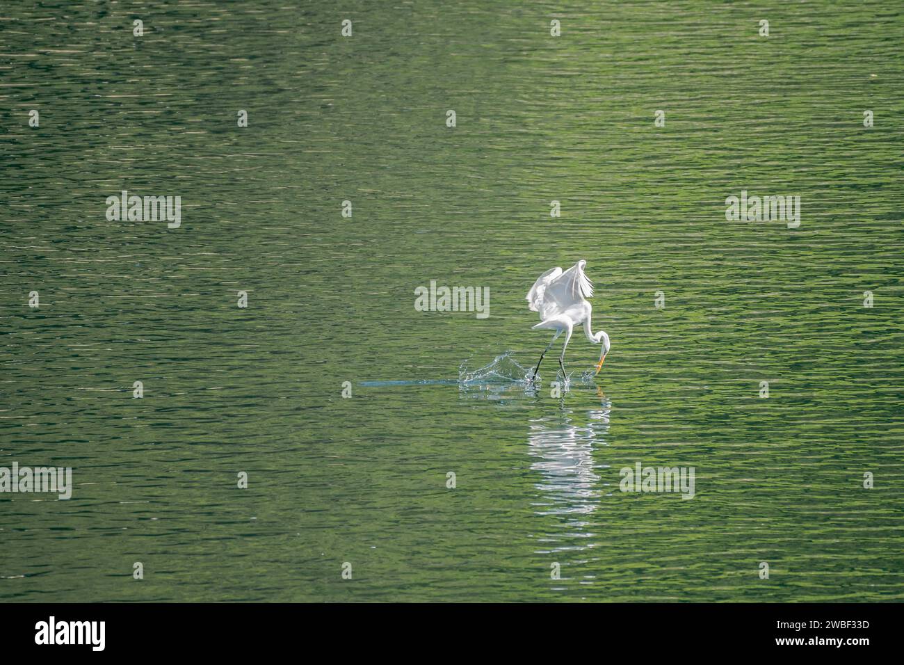 Large white egret looks like it is walking on water as it catches a small fish in its beak Stock Photo