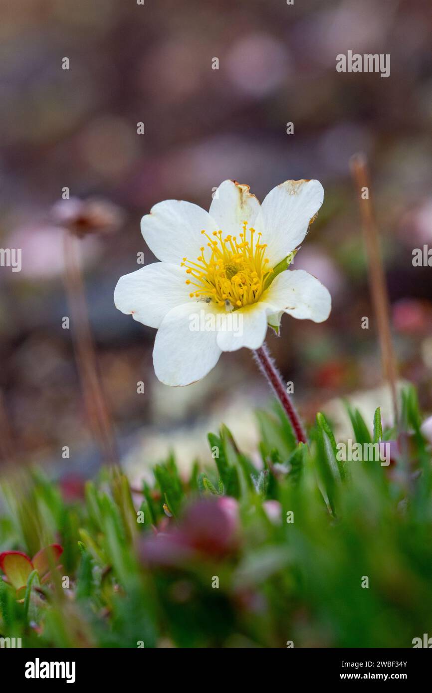 Arctic mountain aven or alpine dryad, an arctic-alpine flowering plant found on the arctic tundra that thrives in the cold environments, near Arviat, Nunavut, Canada Stock Photo