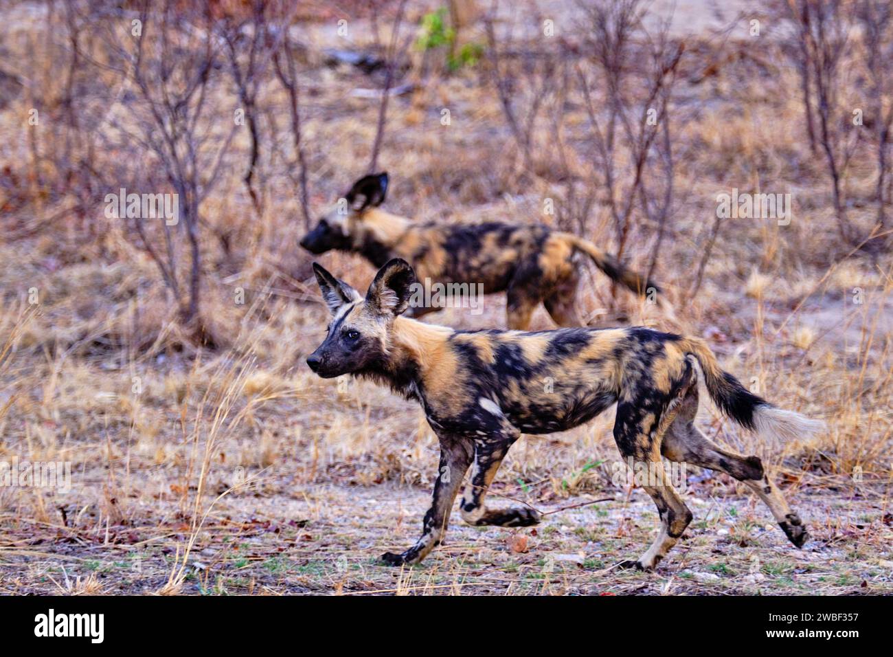 Zimbabwe, Matabeleland North, province, Hwange national park, painted