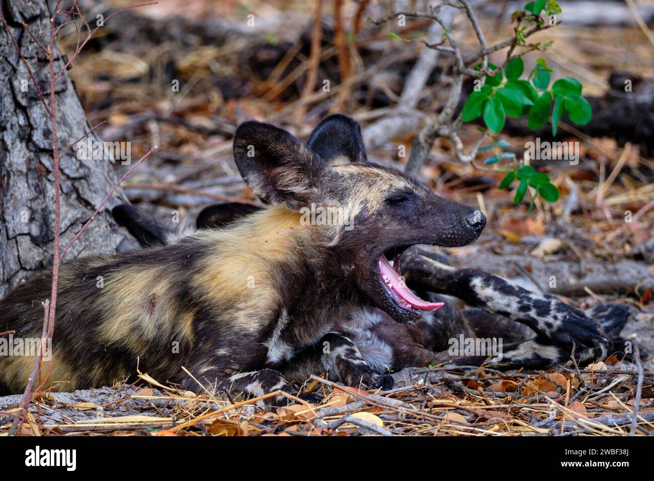 Zimbabwe, Matabeleland North, province, Hwange national park, painted