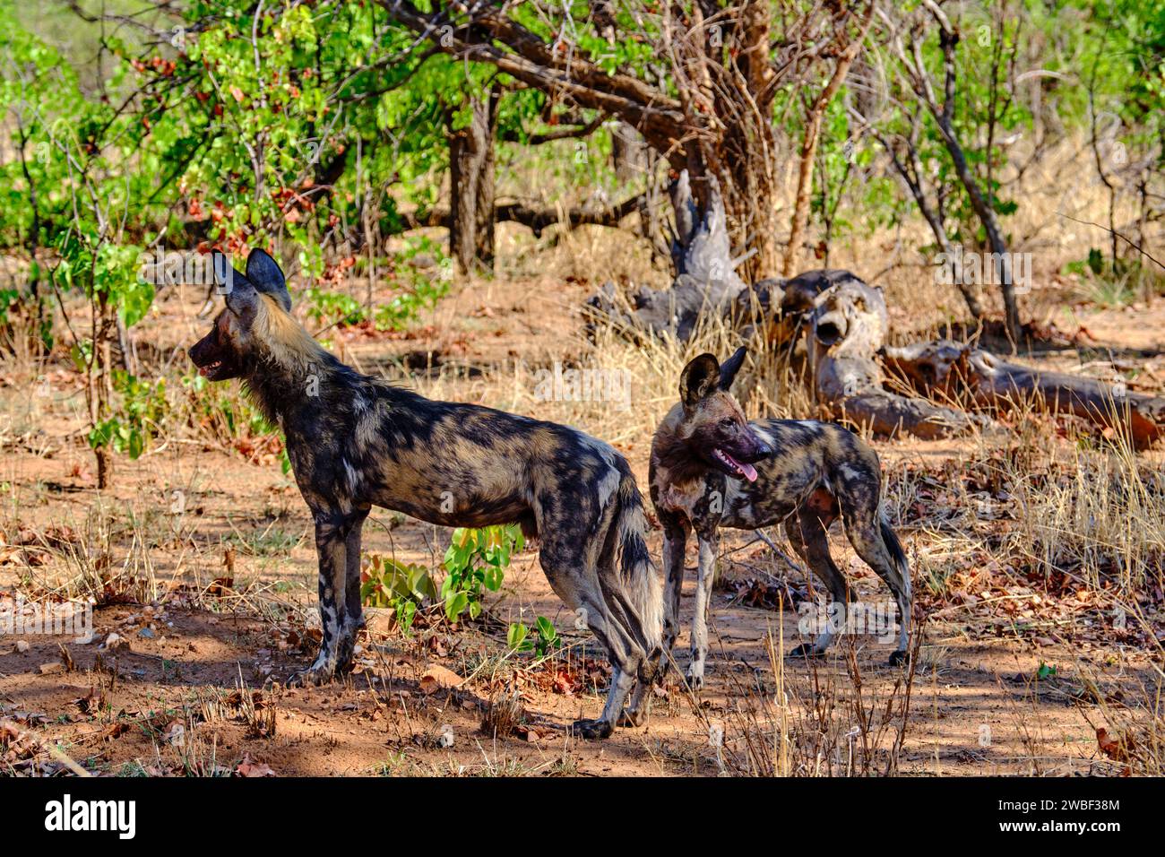 Zimbabwe, Matabeleland North, province, Hwange national park, painted