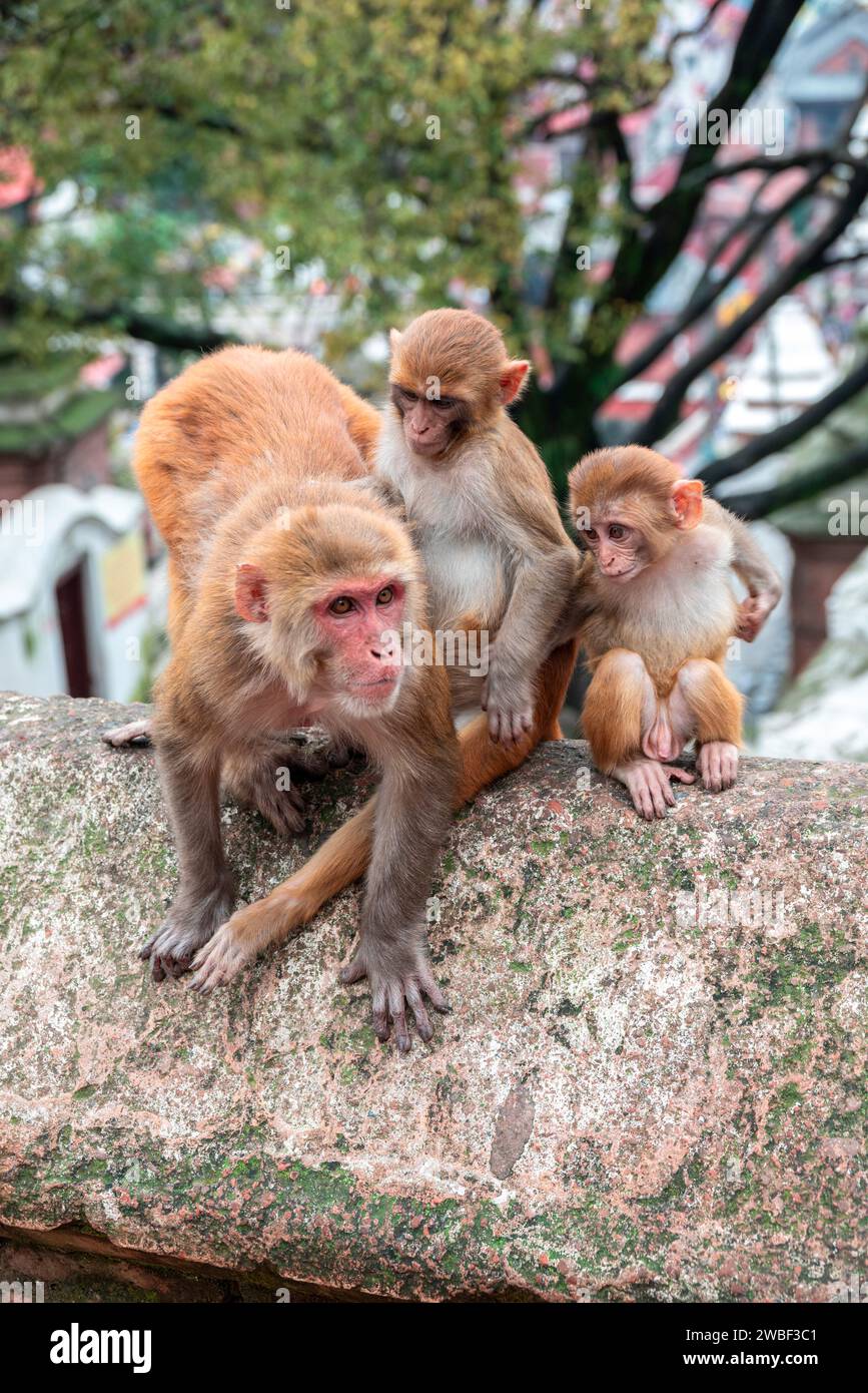 Monkeys close Pashupatinath Temple near Bagmati River that flows through the Kathmandu valley of Nepal. Hindus are cremated on the banks of the river Stock Photo