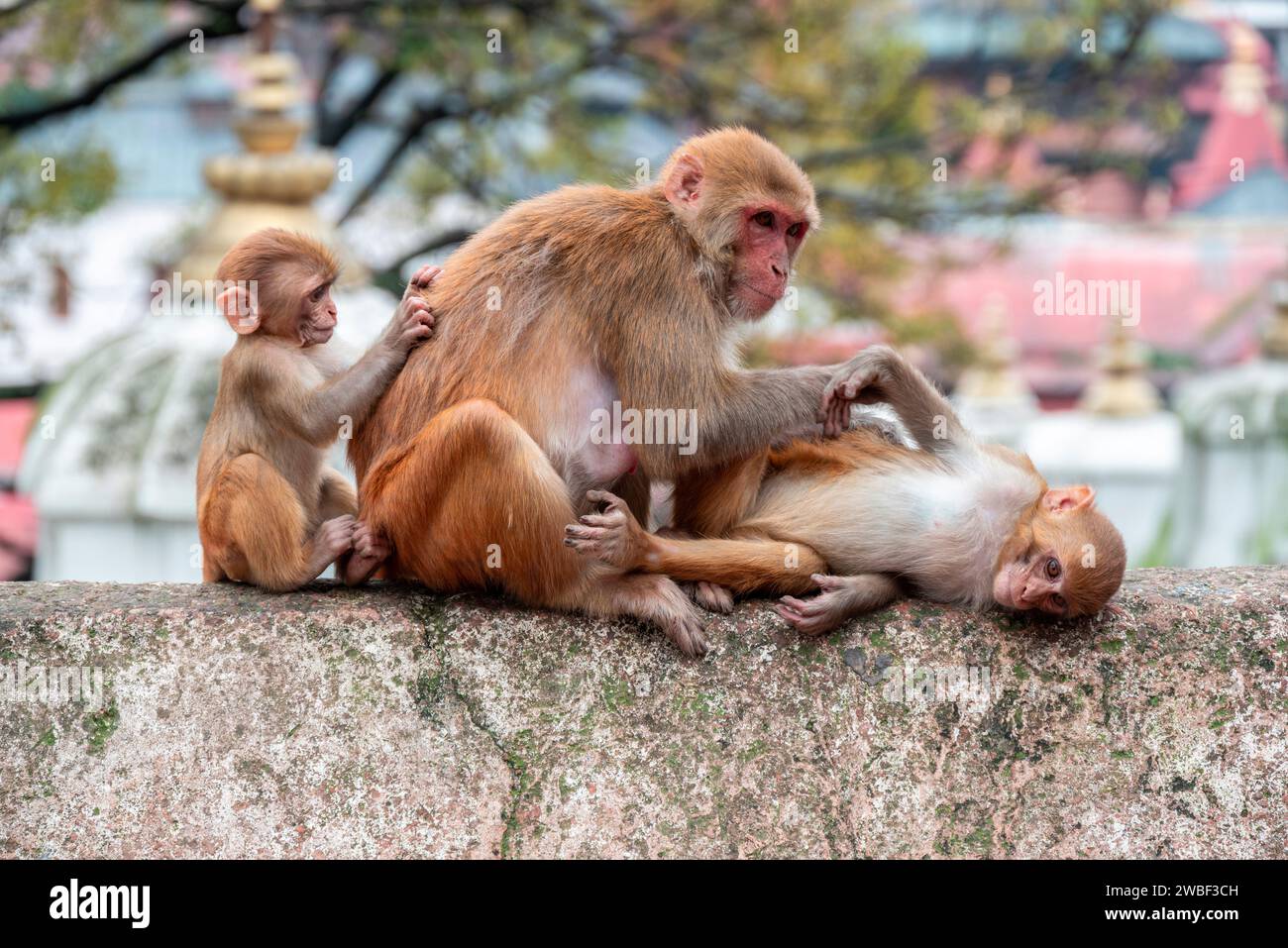 Monkeys close Pashupatinath Temple near Bagmati River that flows through the Kathmandu valley of Nepal. Hindus are cremated on the banks of the river Stock Photo