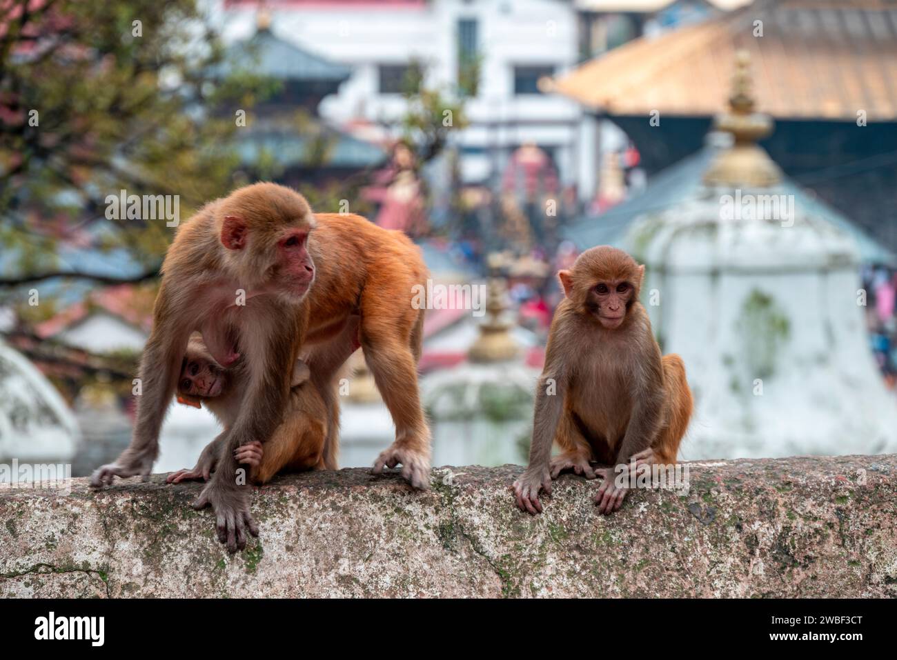 Monkeys close Pashupatinath Temple near Bagmati River that flows through the Kathmandu valley of Nepal. Hindus are cremated on the banks of the river Stock Photo