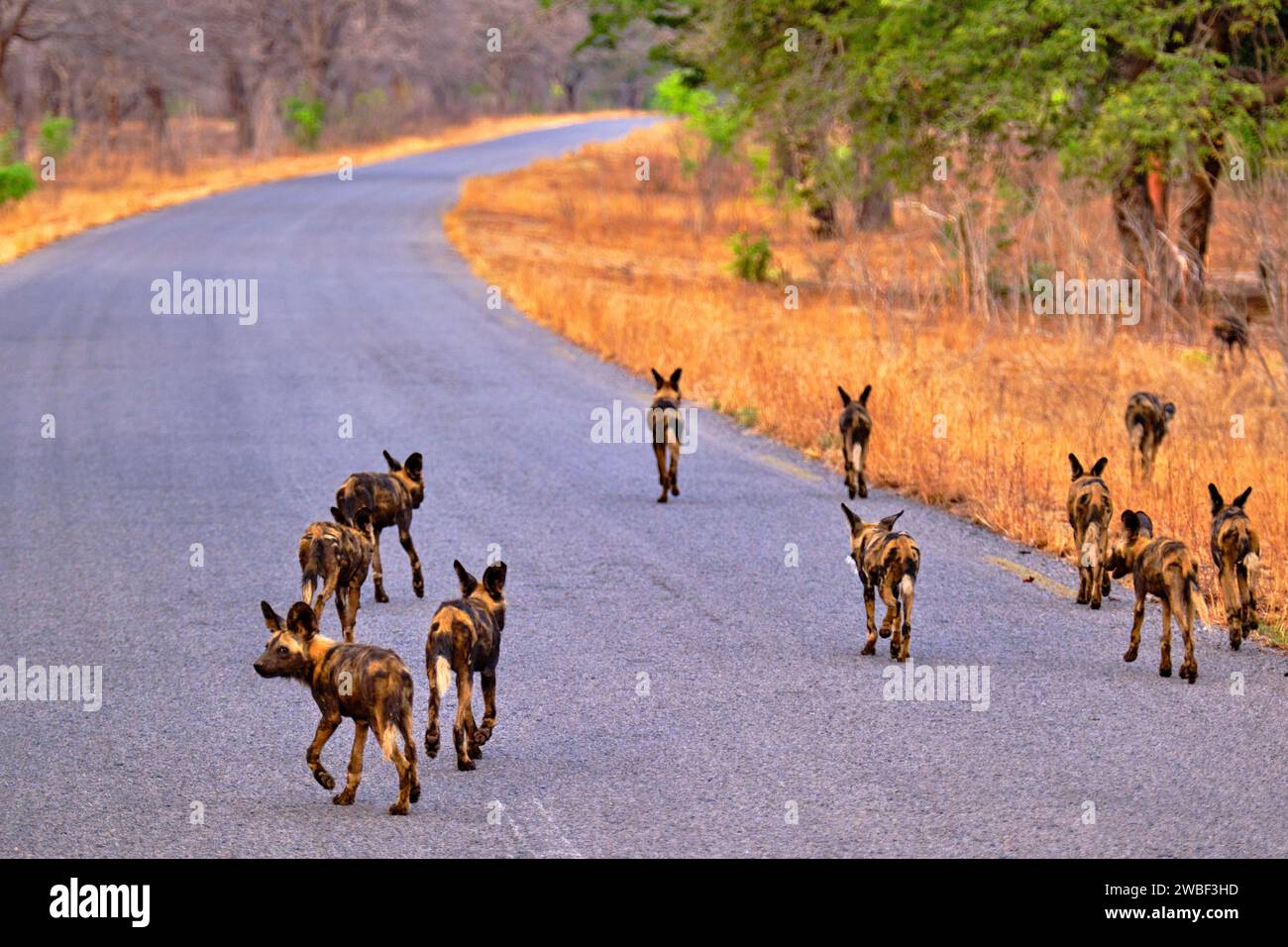 Zimbabwe, Matabeleland North, province, Hwange national park, painted