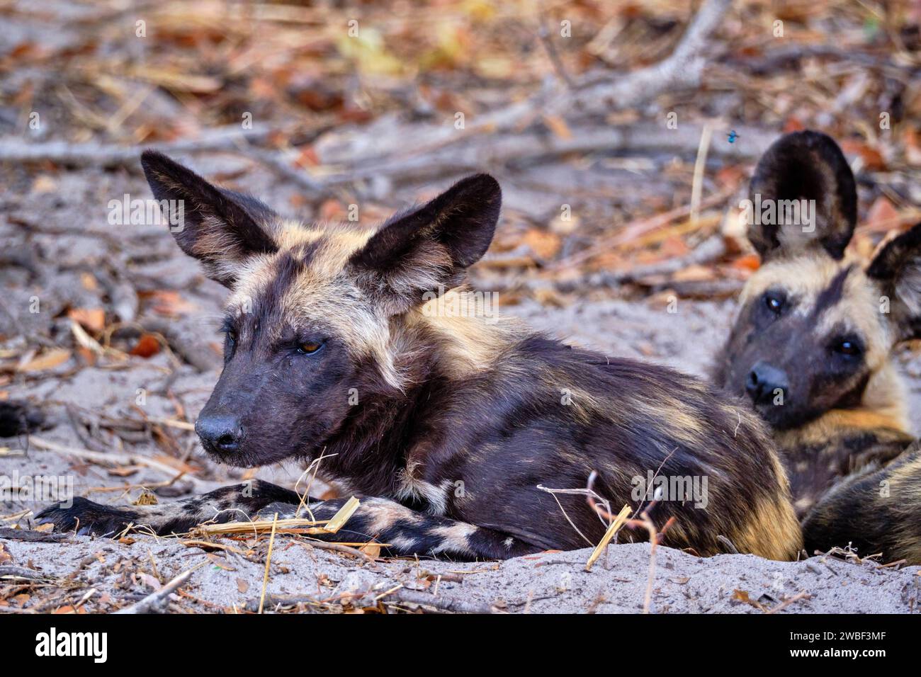 Zimbabwe, Matabeleland North, province, Hwange national park, painted